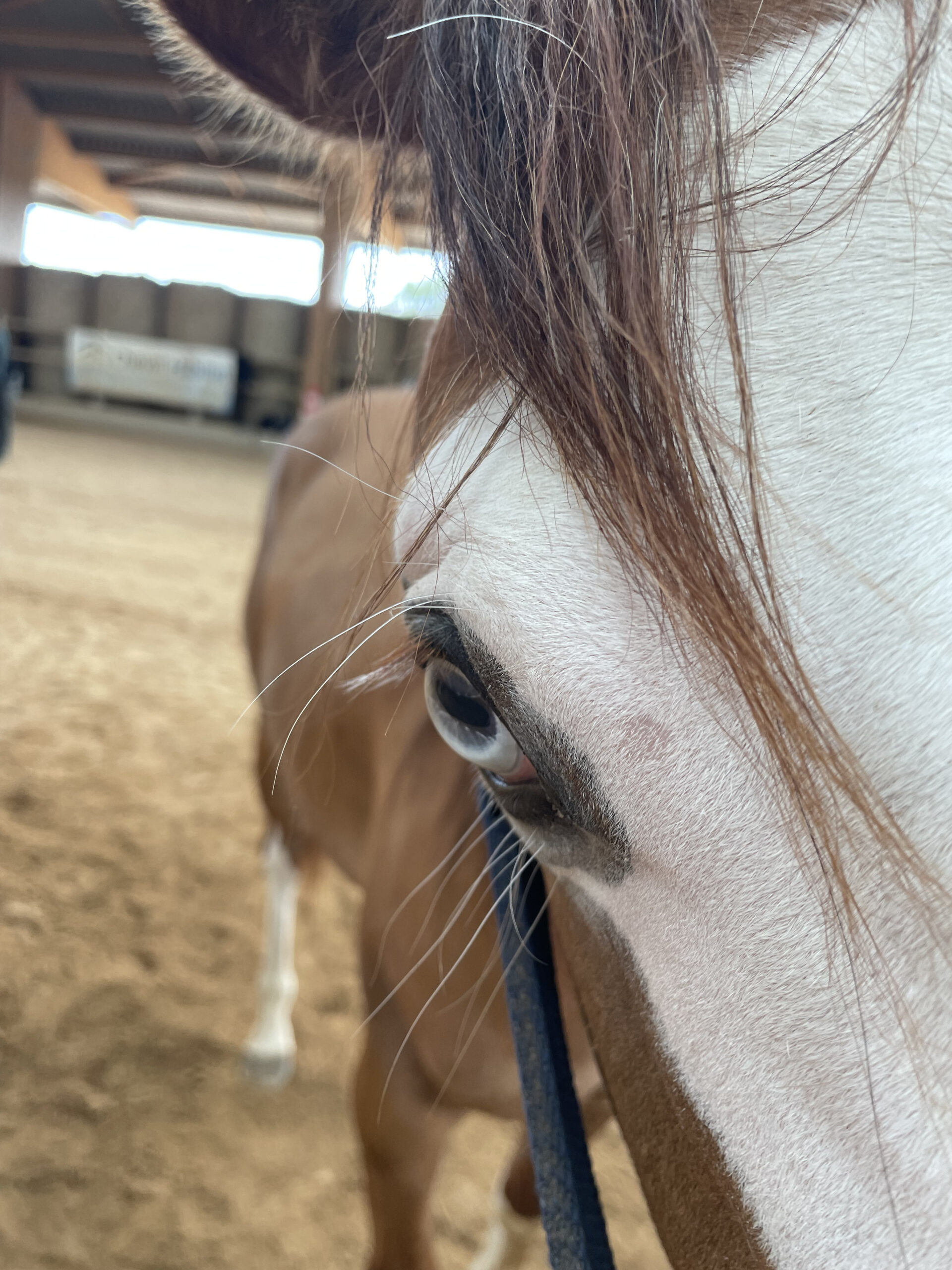 Séance de massage — Cheval