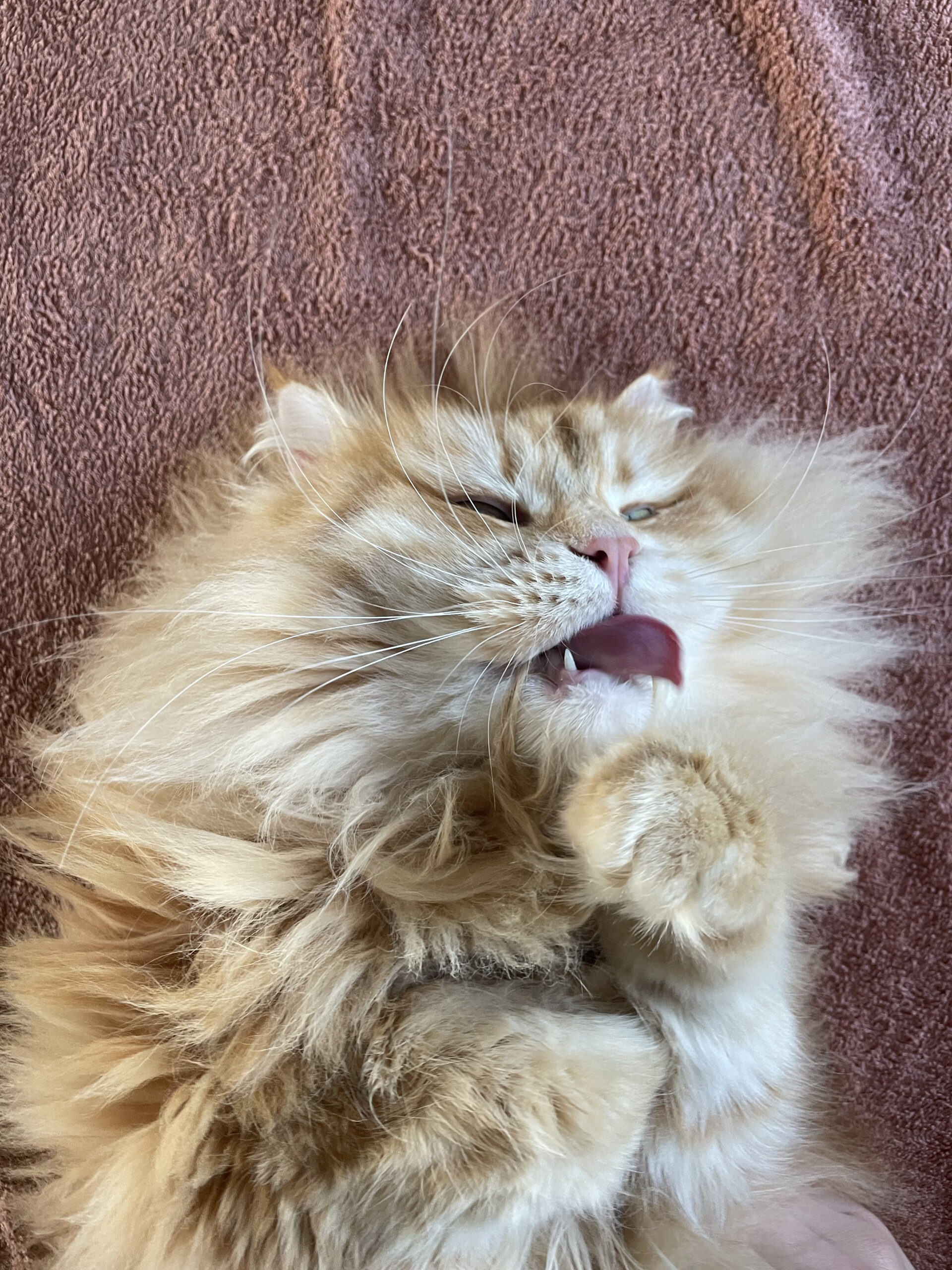 Séance de massage — Chat