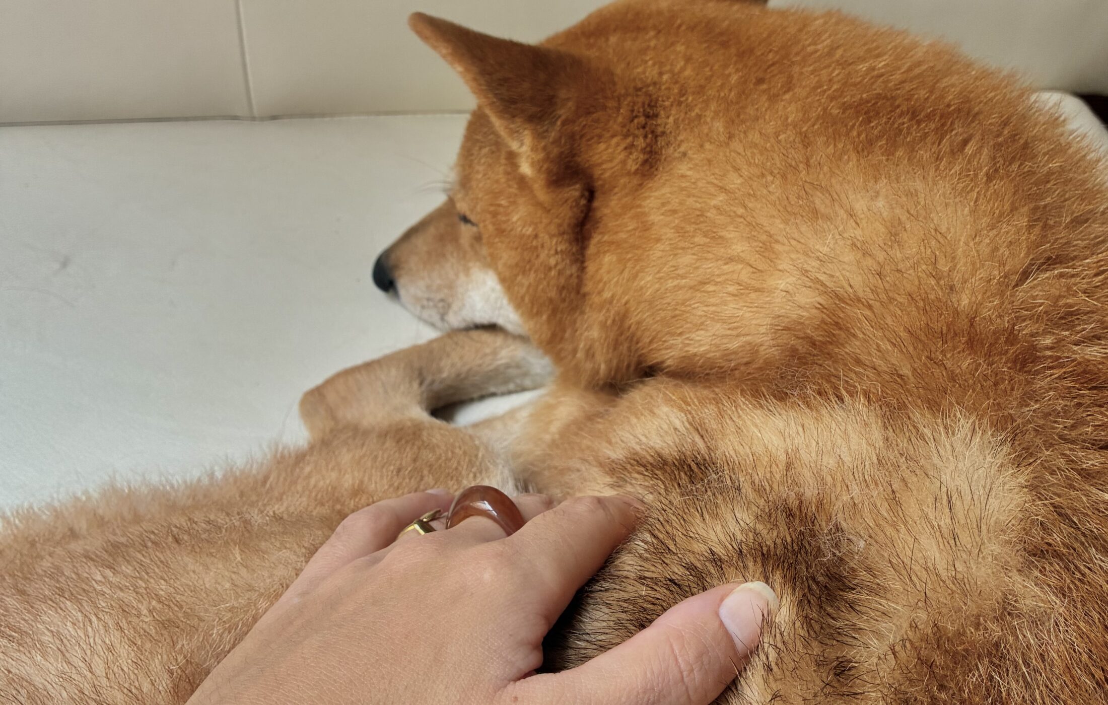 Un animal détendu pendant une séance de massage